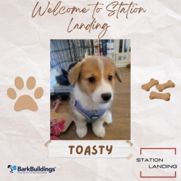 Please welcome Toasty our newest puppy in our community! 🐶🐶Don't be shy, say hi when you see him around!🐾🐕🦴 Instagram post from @stnlandingapts on November 08, 2023 00:00:00am